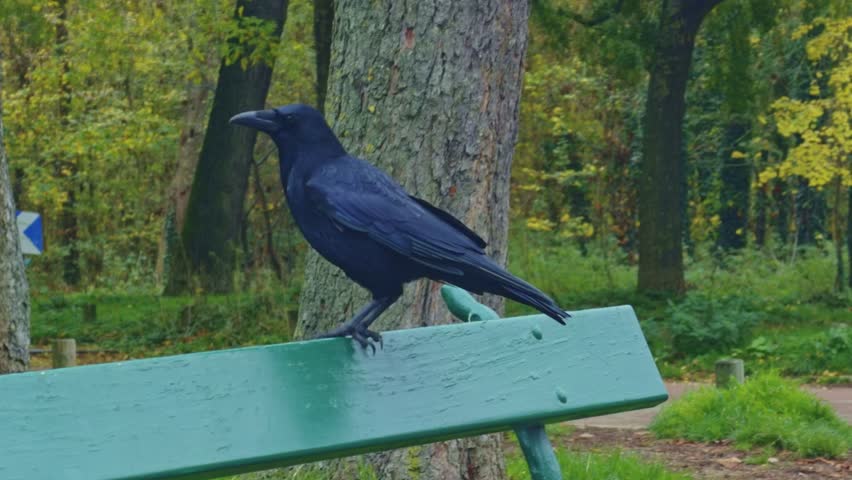 Close-up view of a lively black crow walking on park bench surrounded by autumn trees.