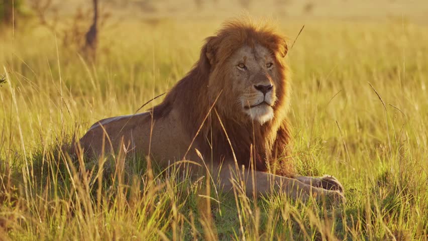 A majestic male lion with a full mane rests in tall golden grass SLOW MO SHOT