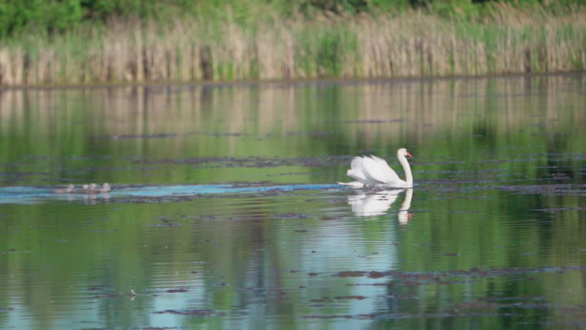 A white swan (Cygnus olor)  with chicks swims across a lake against a backdrop of green reeds. Spring landscape. Slow motion