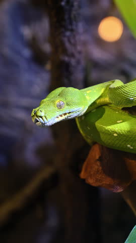 Green tree python coiled on a branch in a tropical terrarium. Arboreal snake known for vivid green coloration and heat-sensing pits. Vertical shot