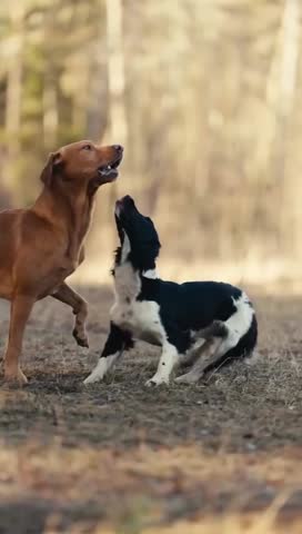 Playful dogs interacting in autumn forest setting