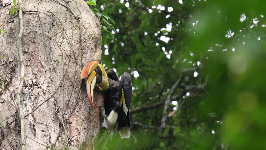 Great Hornbill bird on a tree  Bird watching in natural habitats in the forest.