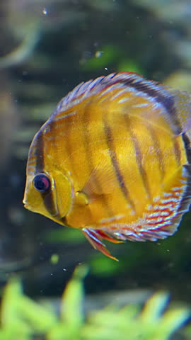 Colorful discus fish swimming in a freshwater aquarium. Popular ornamental cichlid native to the Amazon basin. Vertical shot