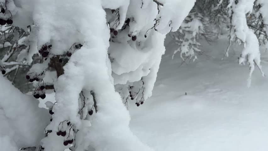 Soldier Lake in the winter season. The branches of the trees are covered with a large layer of snow. Weather, forecast.