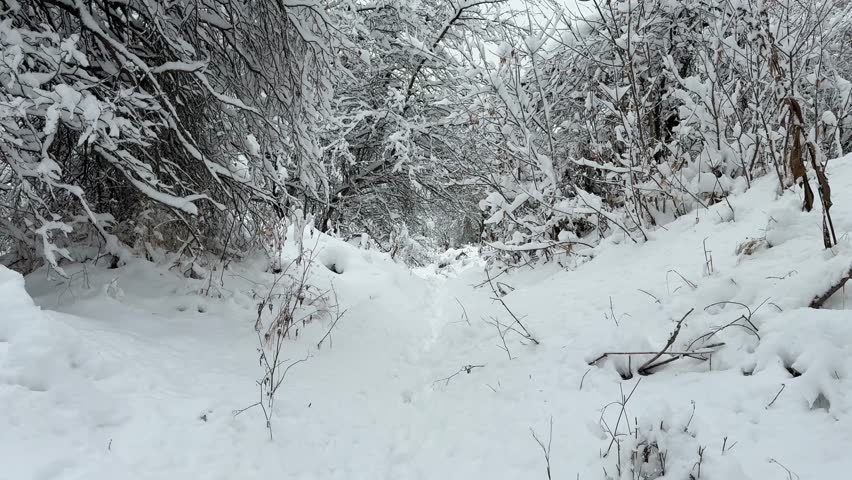 Footsteps in the snow towards the lake. The branches of the trees are covered with a large layer of snow. Weather, forecast.