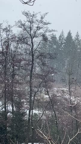White snow in the forest, Germany. 