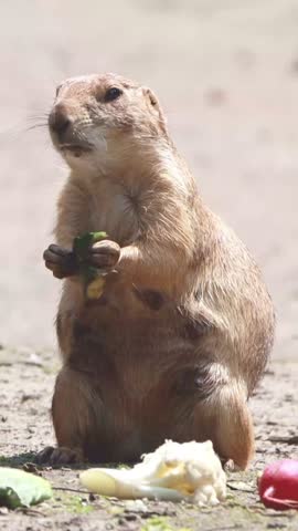Prairie dog eats vegetable (Cynomys), vertical video
