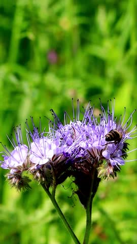 bee on purple thistle flower, vertical video
