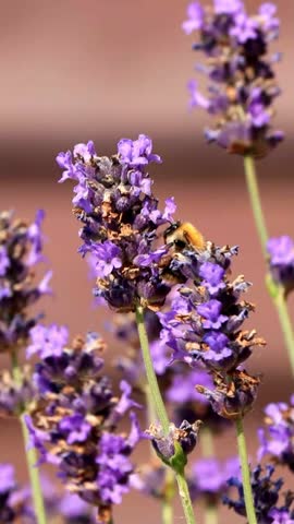 bee on Lavender Close Up, vertical video
