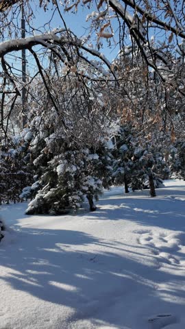 Close up of a pine branch with fresh white snow and icicles in a winter park. Serene nature landscape with frozen tree needles on a bright cold day.