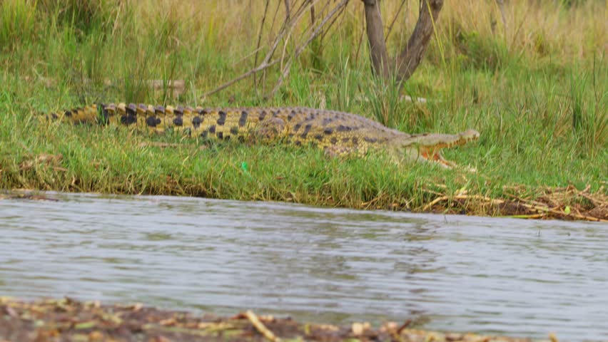 Nile Crocodile Resting By The River In Murchison Falls National Park, Uganda. - handheld shot