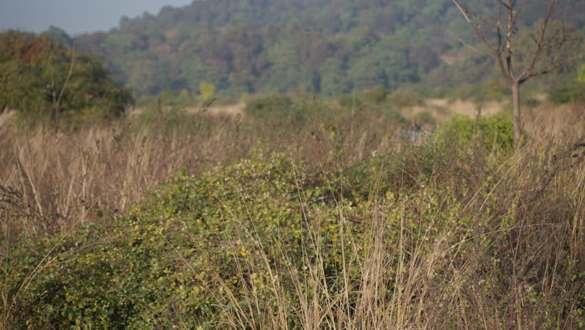 Birds soar over lush forest in serene slow motion at Jim Corbett Park