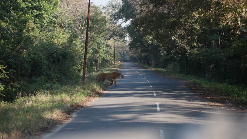 Tiger strolling calmly in nature, captured at Jim Corbett National Park