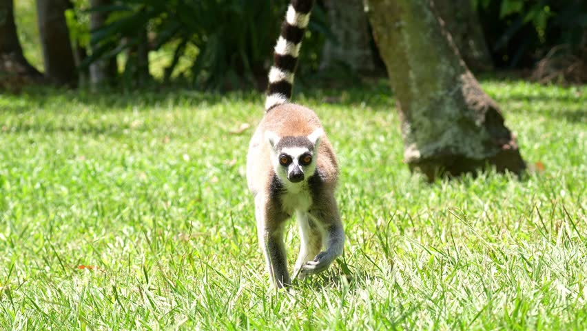 A ring-tailed lemur (Lemur catta) with a long tail slowly walks on the grassy ground towards the shaded area, close up shot.