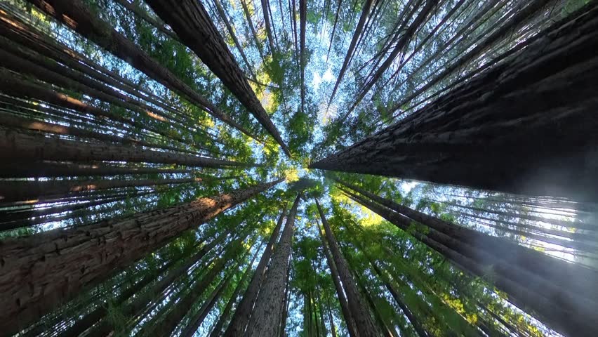 Stunning Upward View of Tall Redwood Trees.