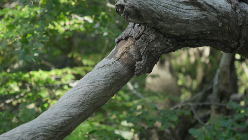 Twisted tree branch captured in forest during outdoor travel exploration.
