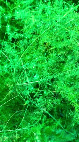 Asparagus fern (likely Asparagus setaceus or Asparagus plumosus), an ornamental plant with fine, feathery foliage