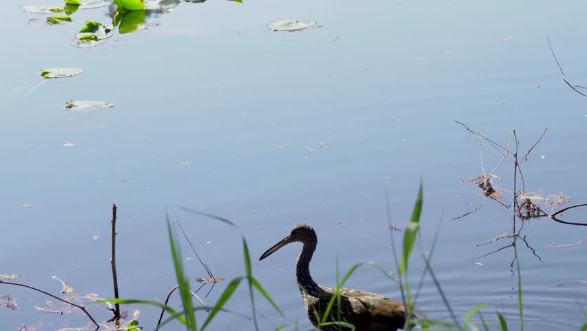 A limpkin walks through shallow water, searching for food as lily pads fill the background and grasses frame the foreground. The scene highlights wetland ecology, natural behavior, and birding-focused