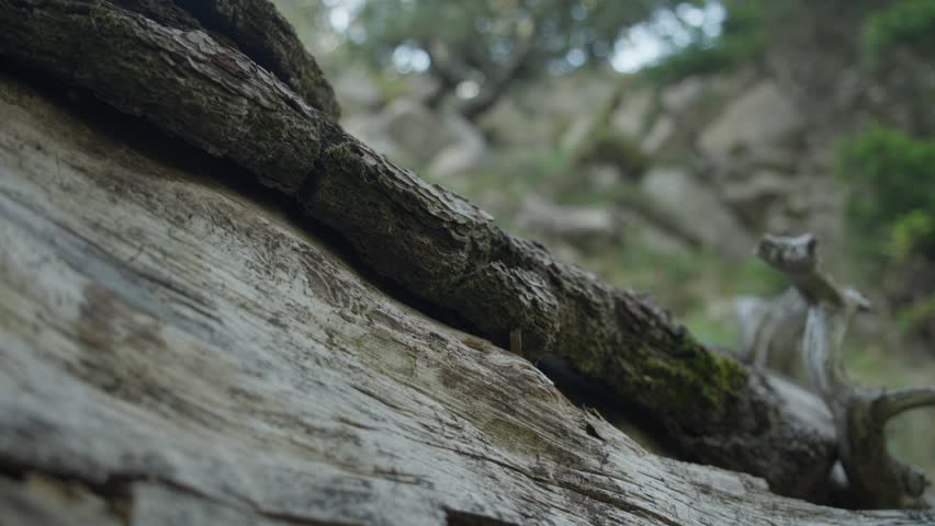 Forest trail mark painted on fallen tree during outdoor hiking travel.