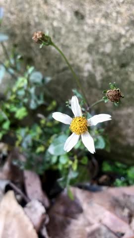 Bidens, commonly known by names such as Spanish Needle, Beggarticks, or Cobbler
