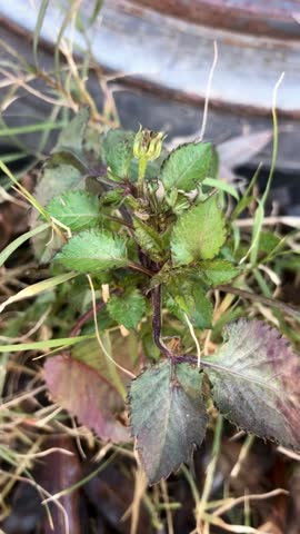 young plant of the species Bidens pilosa, also known as hairy beggarticks or Spanish needles
