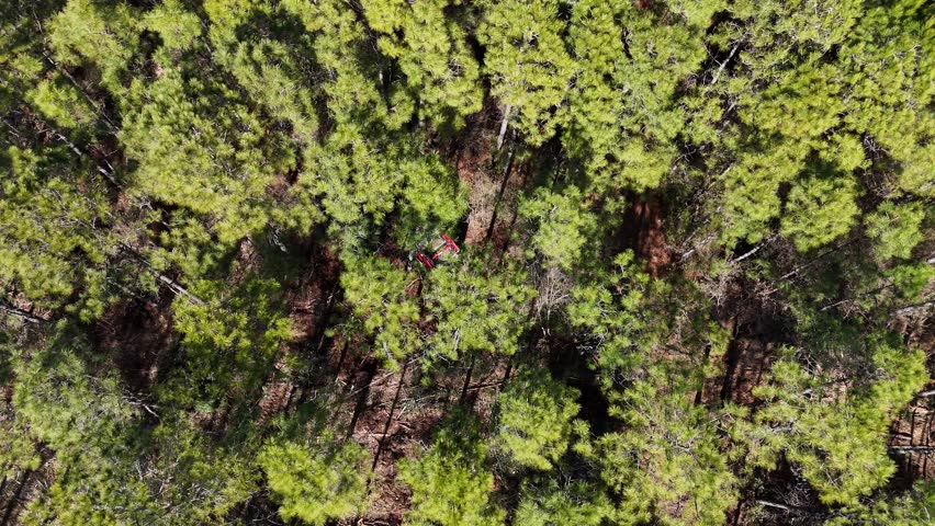 Forestry mulching with a skid steer mounted mulching head in a pine forest in eastern NC.