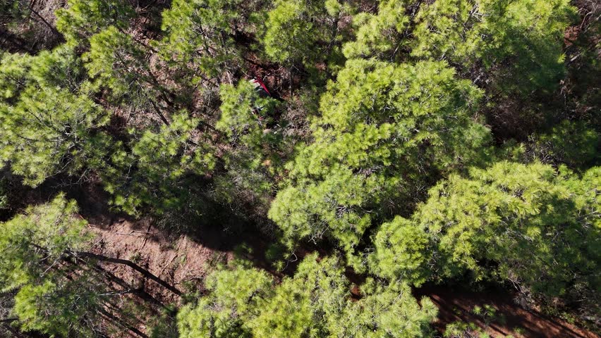Forestry mulching with a skid steer mounted mulching head in a pine forest in eastern NC.
