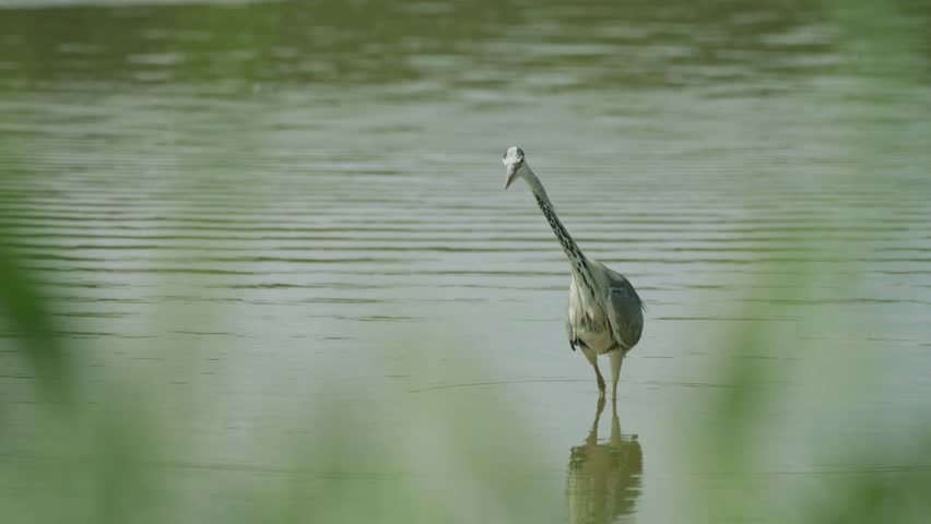 Cinematic close-up of a Great Blue Heron (Ardea herodias) successfully catching a fish in its sharp beak after a lightning-fast strike in a sunny wetland.