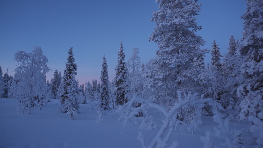 Snow covered frozen trees under a clear blue sky in a calm and remote arctic conifer forest during blue hour on polar night. Lapland, Finland 4K