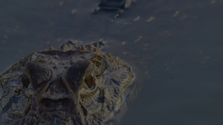 Black Caiman Submerged in Water as Camera Pans From Head to Back