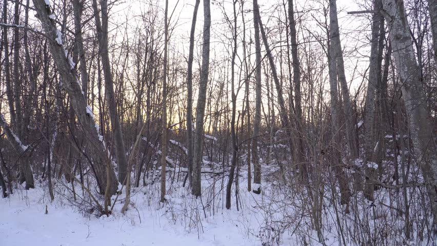 Winter panorama showcasing snow-covered ground in bushy woodland with bare, small deciduous trunks wildly growing in dense natural environment. Serene winter forest landscape in evening.