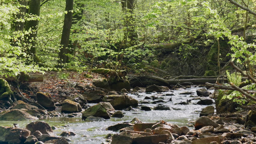 Spring stream flowing through lush forest #1