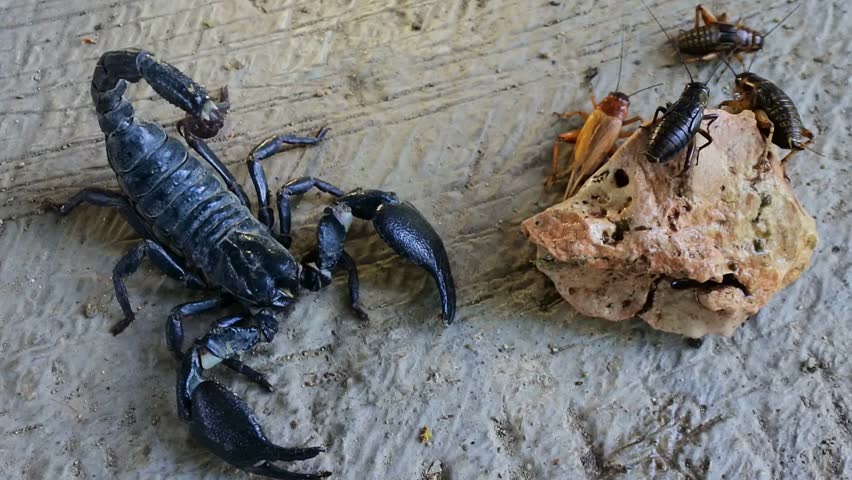 Scorpion sitting on the ground Full HD video