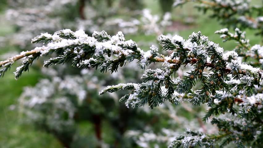 A juniper branch with blue needles froze