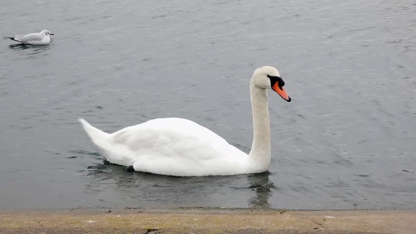 A mute swan swims close to the concrete shore of a manmade lake, dabbling in the shallow water