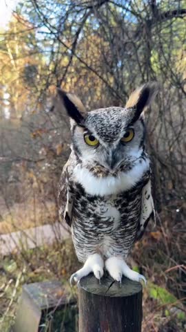 a Great Horned Owl from England