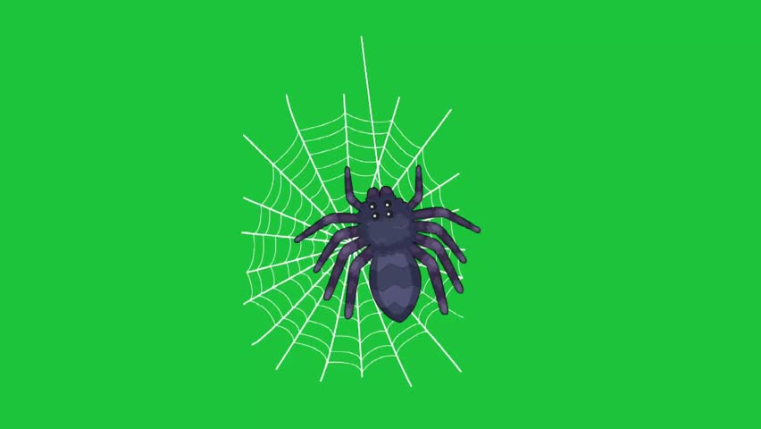 Cute cartoon spider sitting on web animation isolated on green screen background, playful spooky character loop for Halloween designs