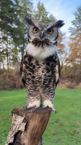 A majestic great horned owl with piercing yellow eyes and brown feathers perches in a tree before taking flight, showcasing this wild predator and wise raptor in its natural habitat