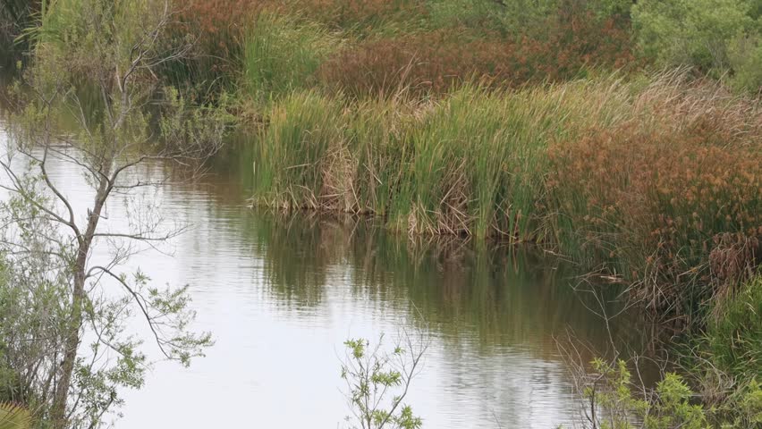 Although California Freshwater Marsh habitats provide filtration, flood control, and support biodiversity, less than 10% remain, and this small splendid strip in Los Angeles County needs our respect.