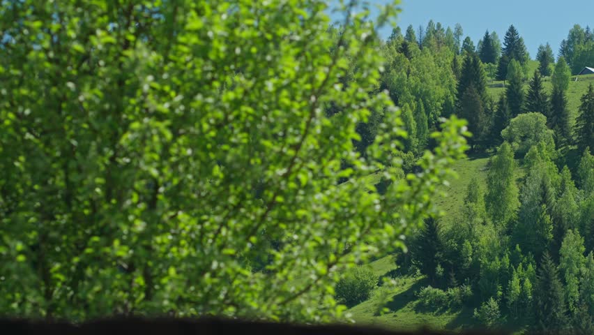 Scenic view of a lush green hillside covered with mixed forest in a small town in Romania. Peaceful rural mountain landscape with vibrant spring foliage under clear blue sky. Natural countryside scenery ideal for travel, nature, environment, and relaxation concepts.