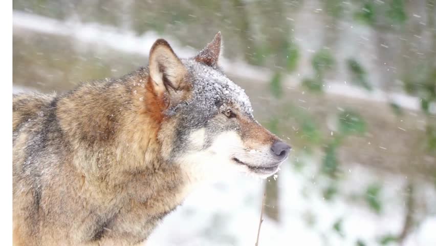 Wolf standing in snowy areas, beautiful scene, full HD
