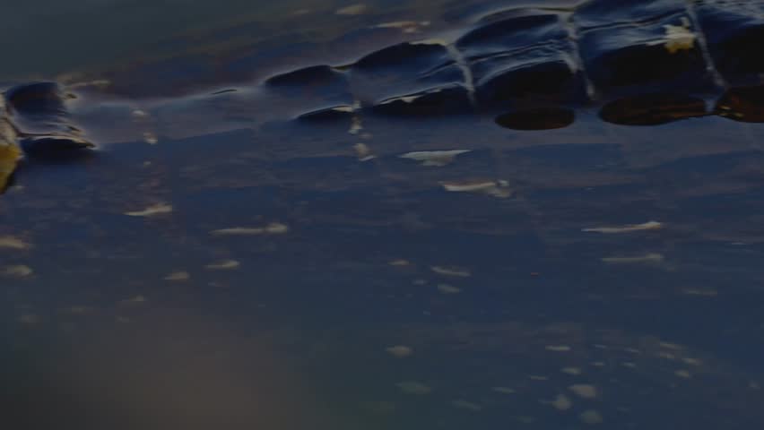 Black Caiman Emerging in Water as Camera Pans to Sharp Eye Contact