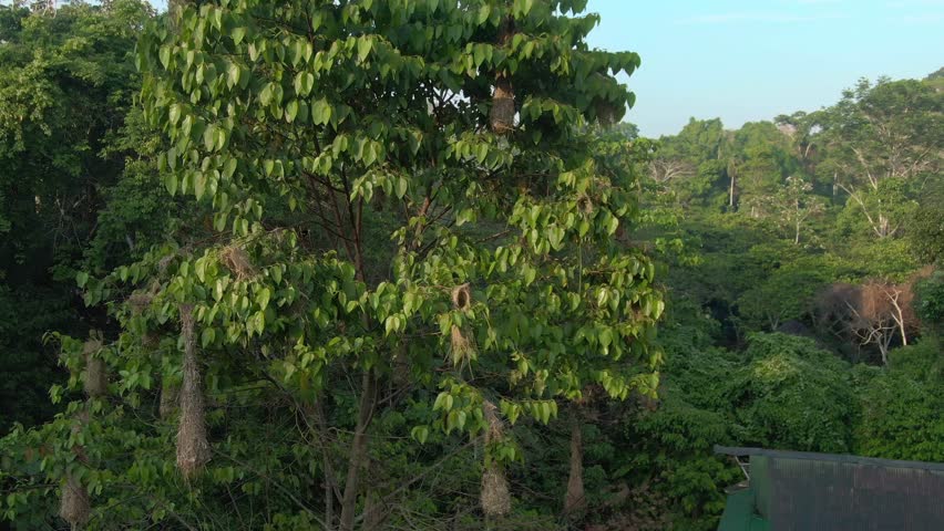 Drone footage orbiting a nesting tree with hanging oropendola nests in the Amazon rainforest. Several birds are perched on the branches, highlighting wildlife behavior and tropical biodiversity.