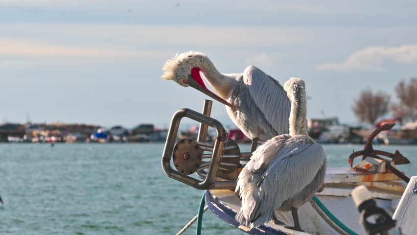 Cute Pelicans Preening Feathers on Fishing Boat at Harbor, Slow Motion