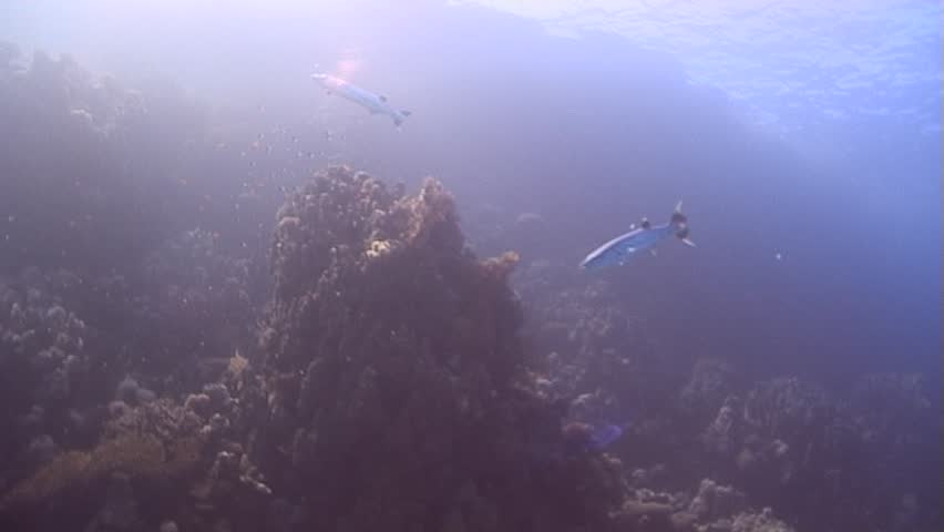 A Giant Barracuda on a cleaning station. Red Sea. Captured on a 3CCD DVCAM Camera 16:9 anamorphic