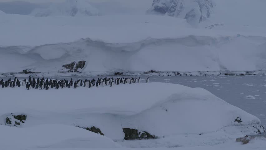 Large Group of Gentoo Penguins Walking Past in Antarctica