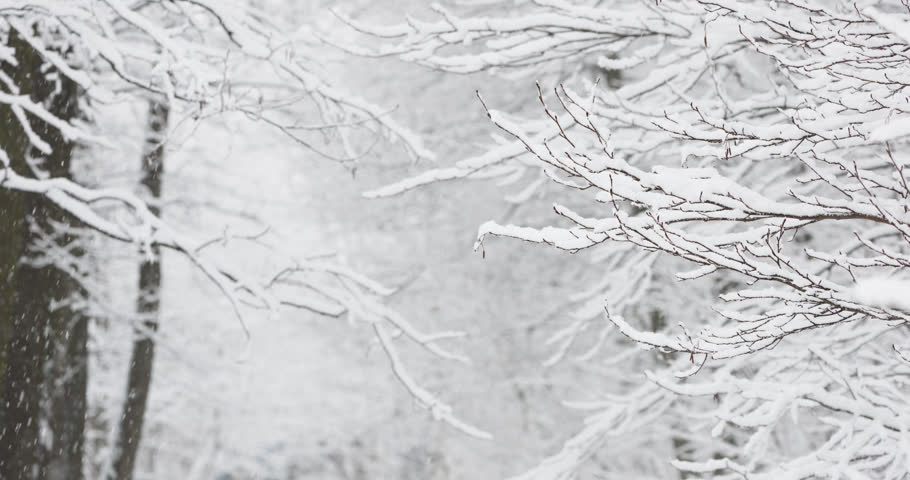 it is snowing heavily in the park, large flakes of snow are slowly falling on tree branches, no people