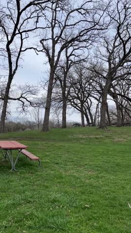 Vertical video of female robin hopping through lush green grass in spring. 