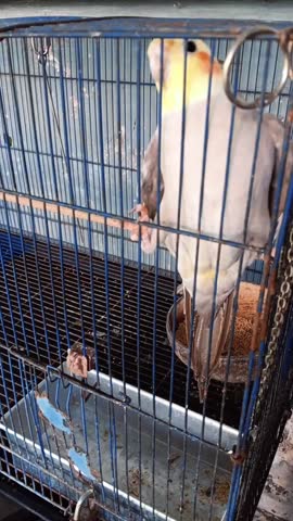 A light colored cockatiel stands inside a blue metal cage, gripping the vertical bars with one foot, showing yellow face, gray wings, feeder cup, and worn surfaces daylight indoor.