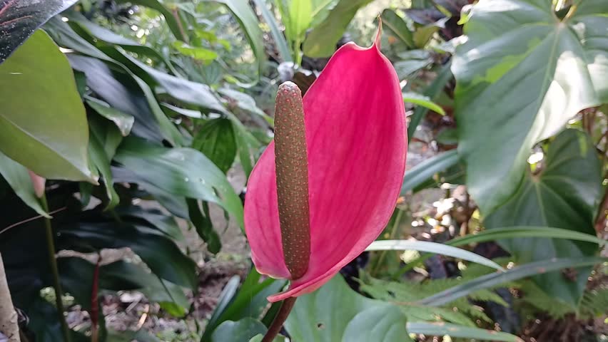 Anthurium andraeanum (flamingo flower, tailflower, painter